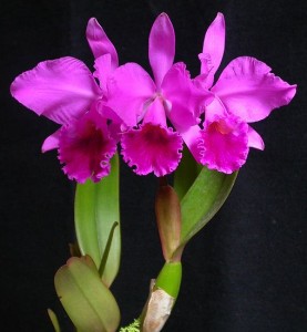 Cattleya labiata