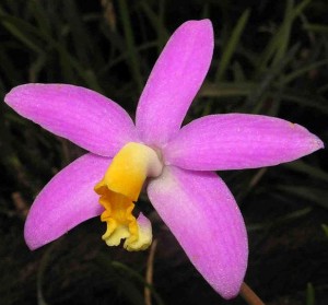 Cattleya longipes