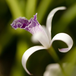 Cattleya lundii