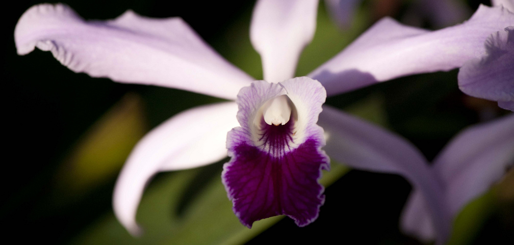 Cattleya pilcheri