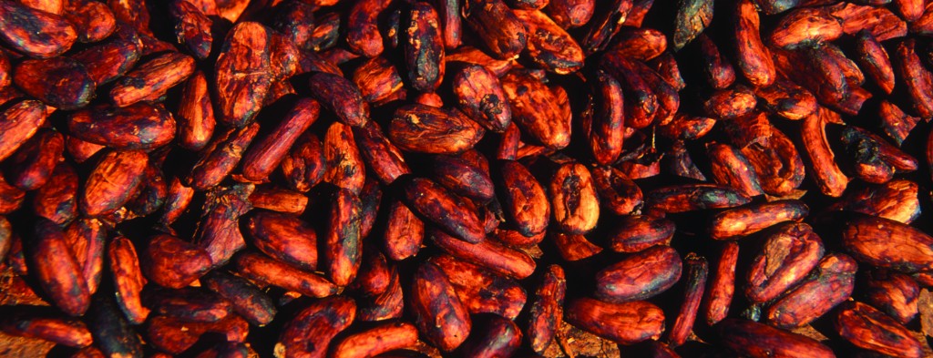 Cocoa seeds on their way to becoming chocolate