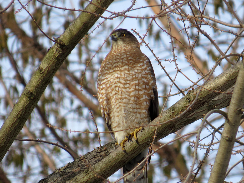 Cooper's Hawk