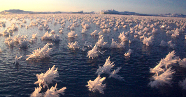 Frost flowers on the Arctic Ocean