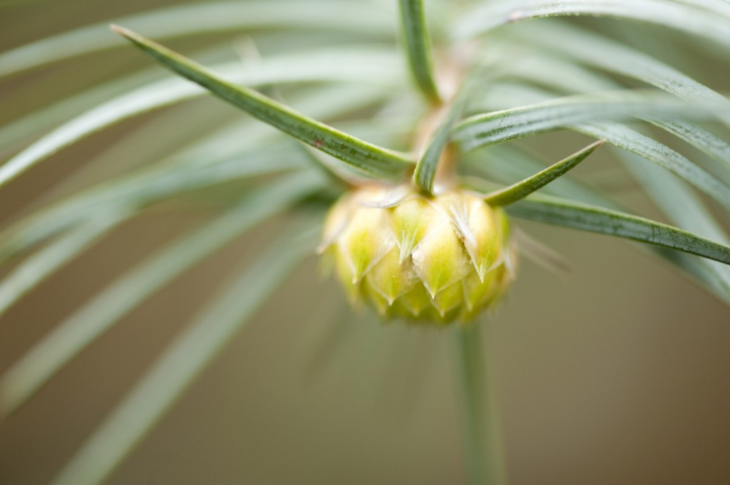 The Benenson Ornamental Conifers