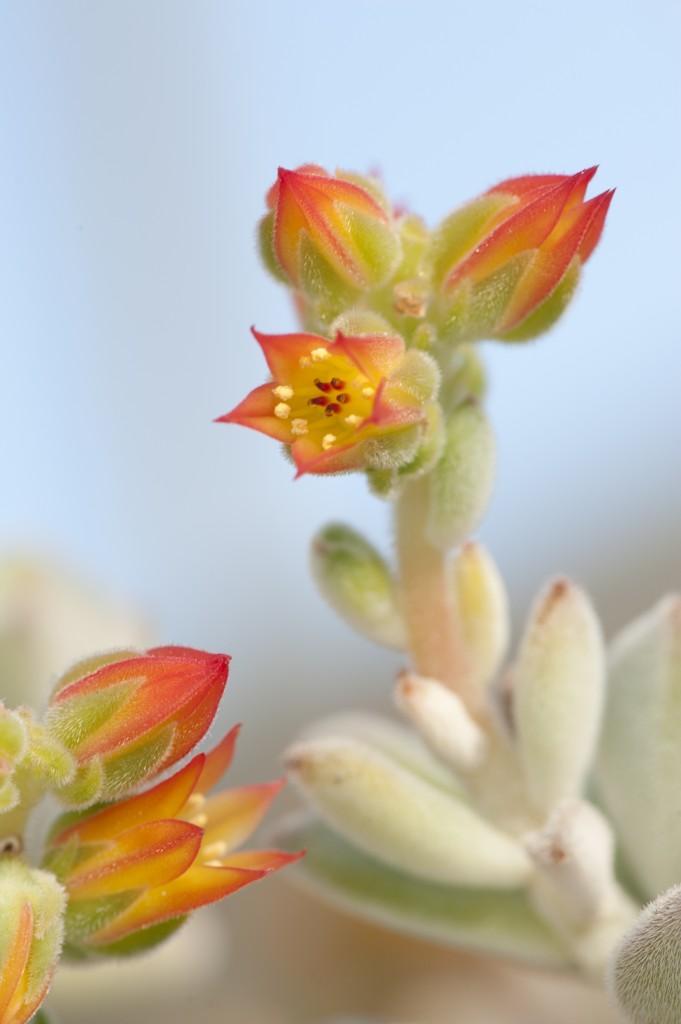 Echeveria leucotricha