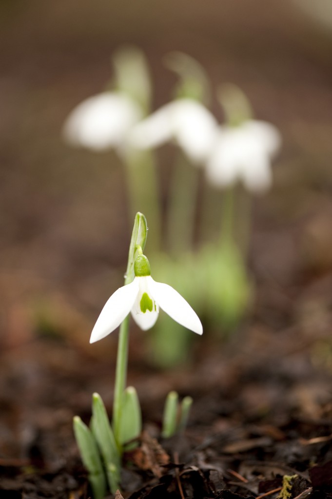 Galanthus elwesii