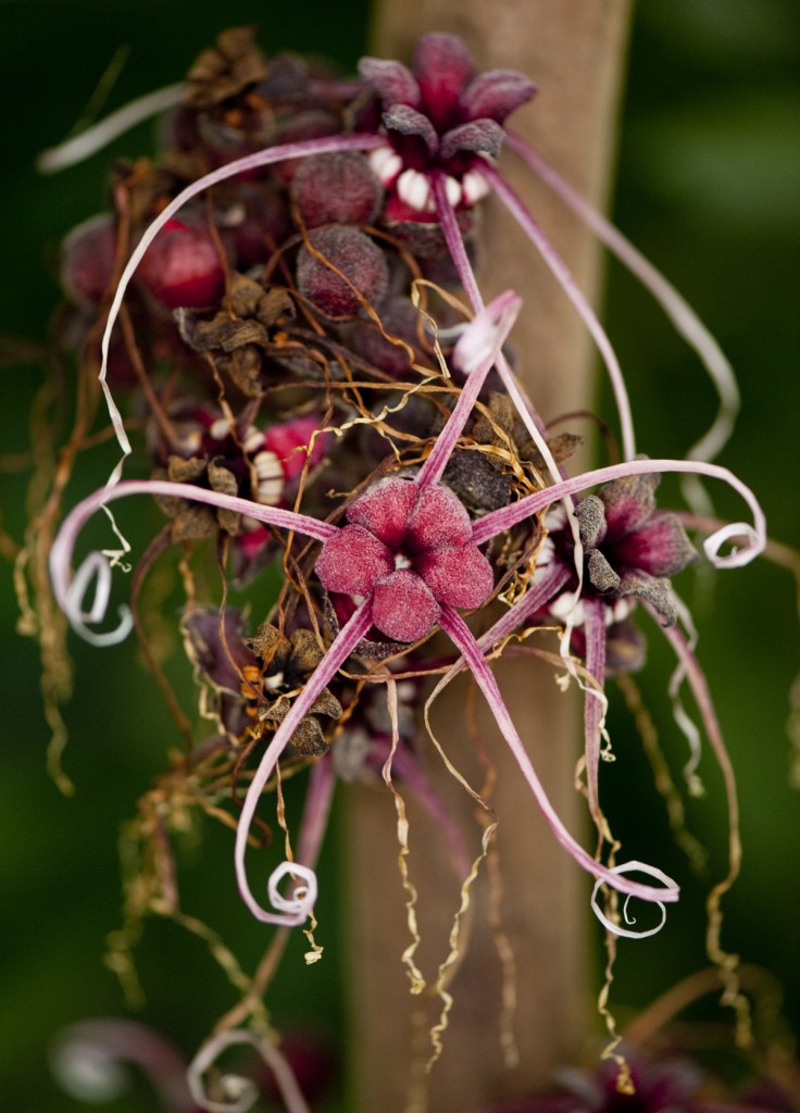 Herrania balaensis var. pouess