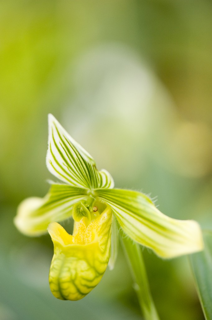 Paph. venustum var. album 02