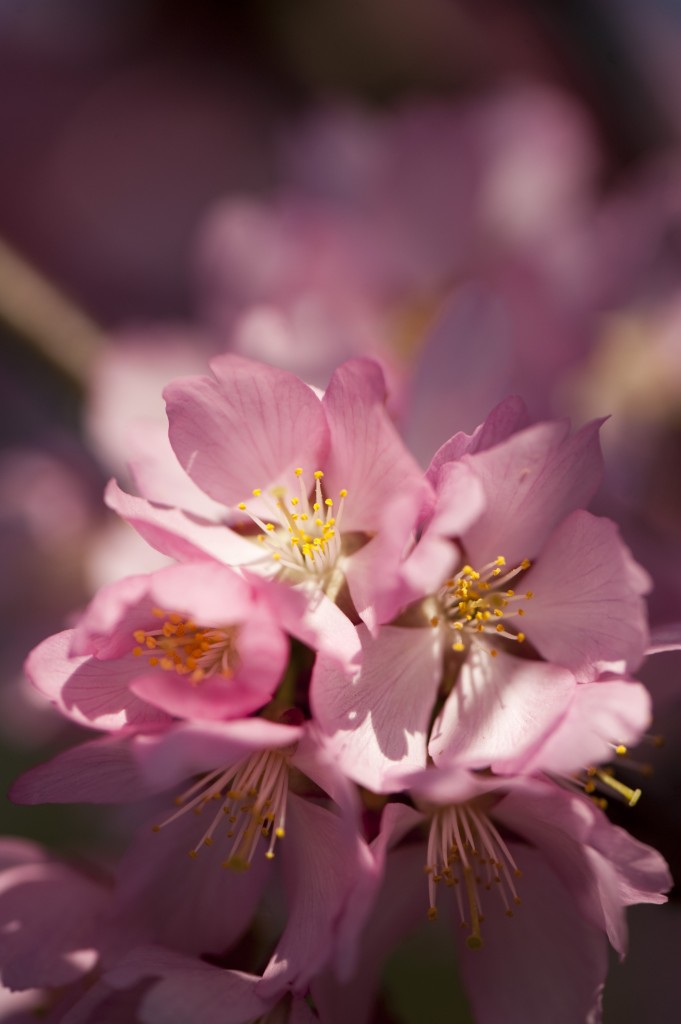 Prunus 'Dream Catcher'