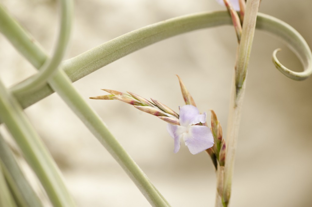 Tillandsia duratii