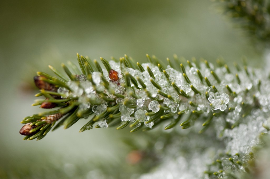 Winter's evergreens