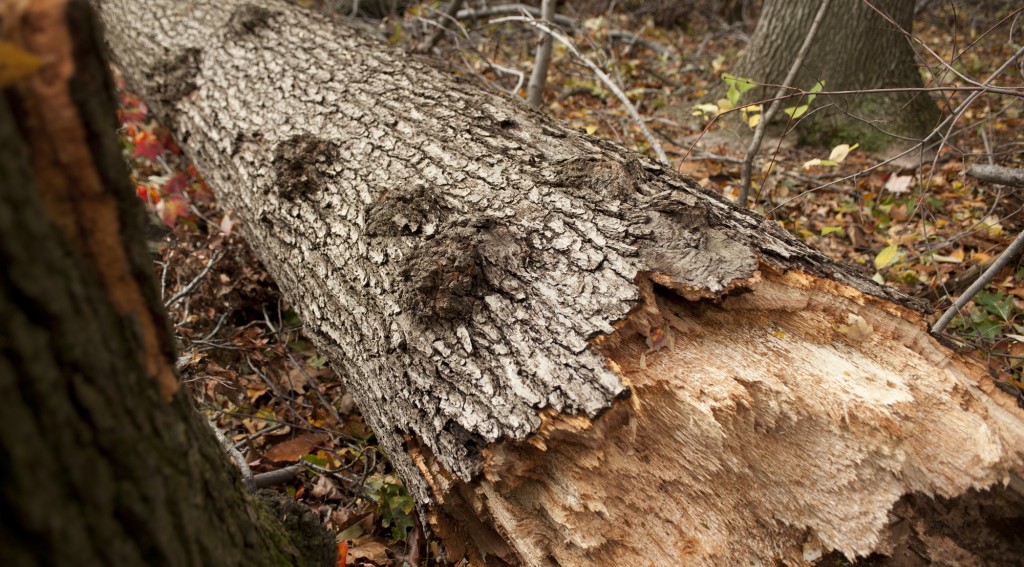 Aftermath of Hurricane Sandy