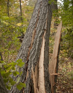 Aftermath of Hurricane Sandy