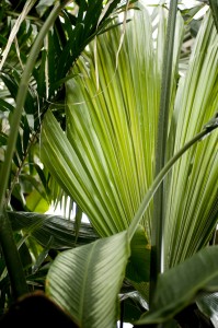 Tropical foliage