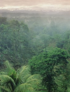 Costa Rican rain forest