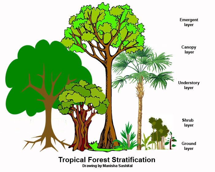 Rain forest stratification