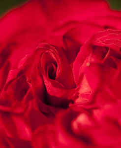 red-rose