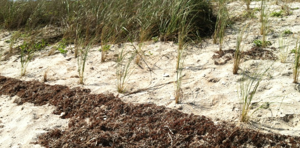 American beach grass