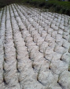 American beach grass