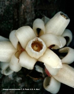 Flowers of Guarea michel-moddei discovered while inventorying the plants of central French Guiana.