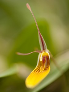 Restrepia brachypus