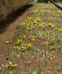 Garden soil