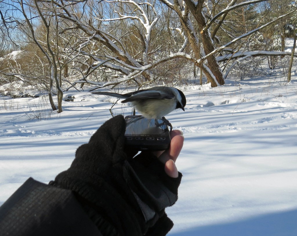 Chickadee