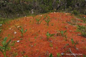 A large hummock of Sphagnum magellanicum