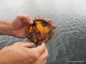 Sea urchin gonads, known as "uni" in Japanese cuisine
