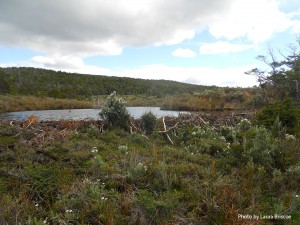 Beaver dam and surrounding bog