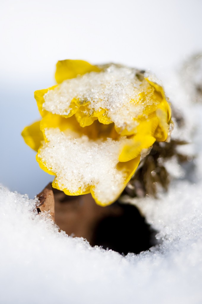 Adonis amurensis