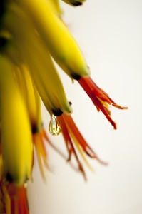 Aloe marlothii