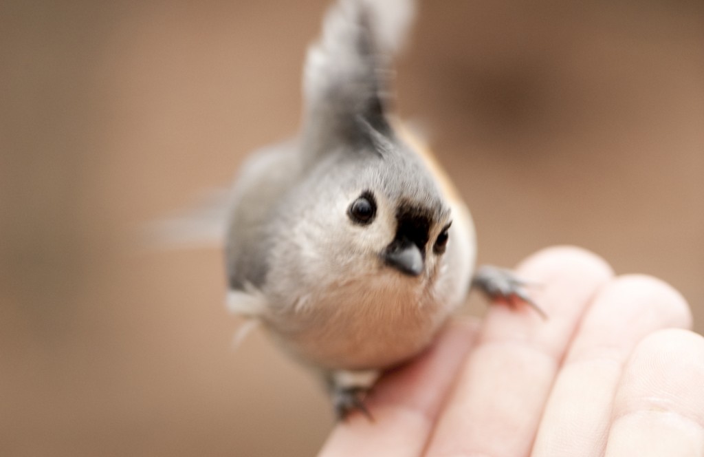 Say hi to birdie