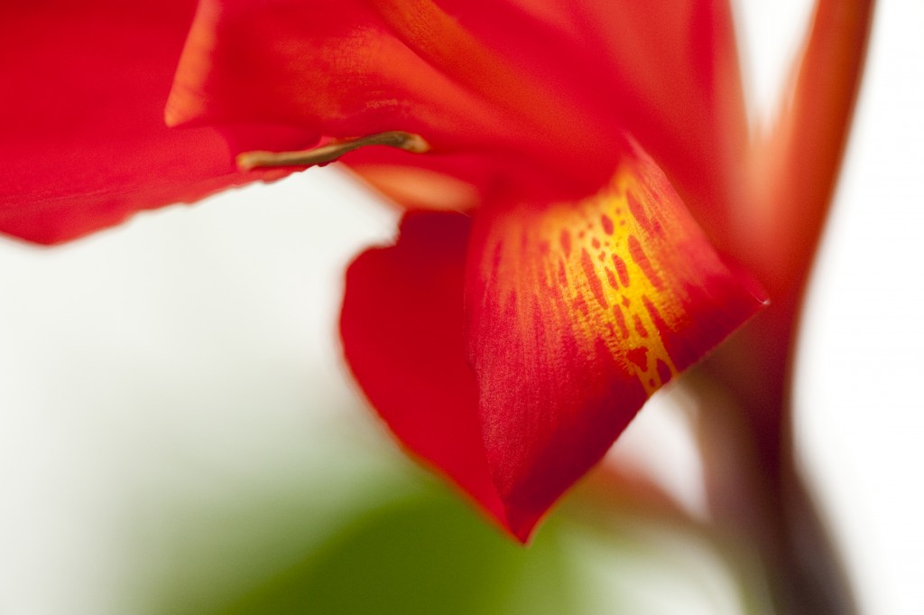 Canna 'Oiseau de Feu'