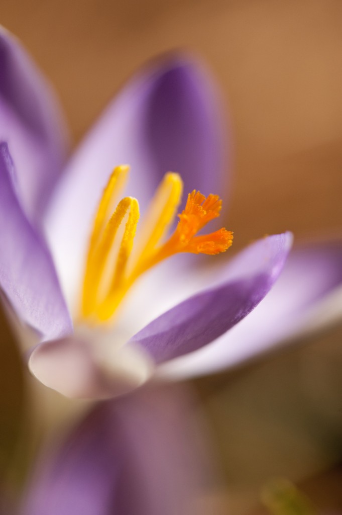 Crocus