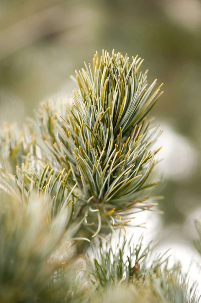 Pinus parvifolia 'Brevifolia'