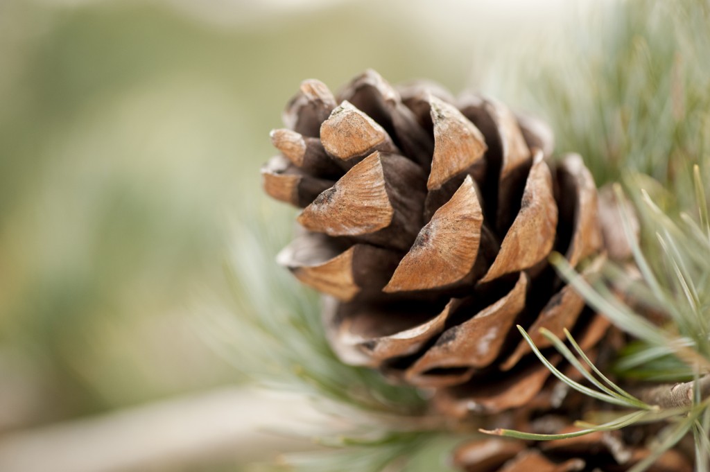 Pinus parvifolia 'Brevifolia'