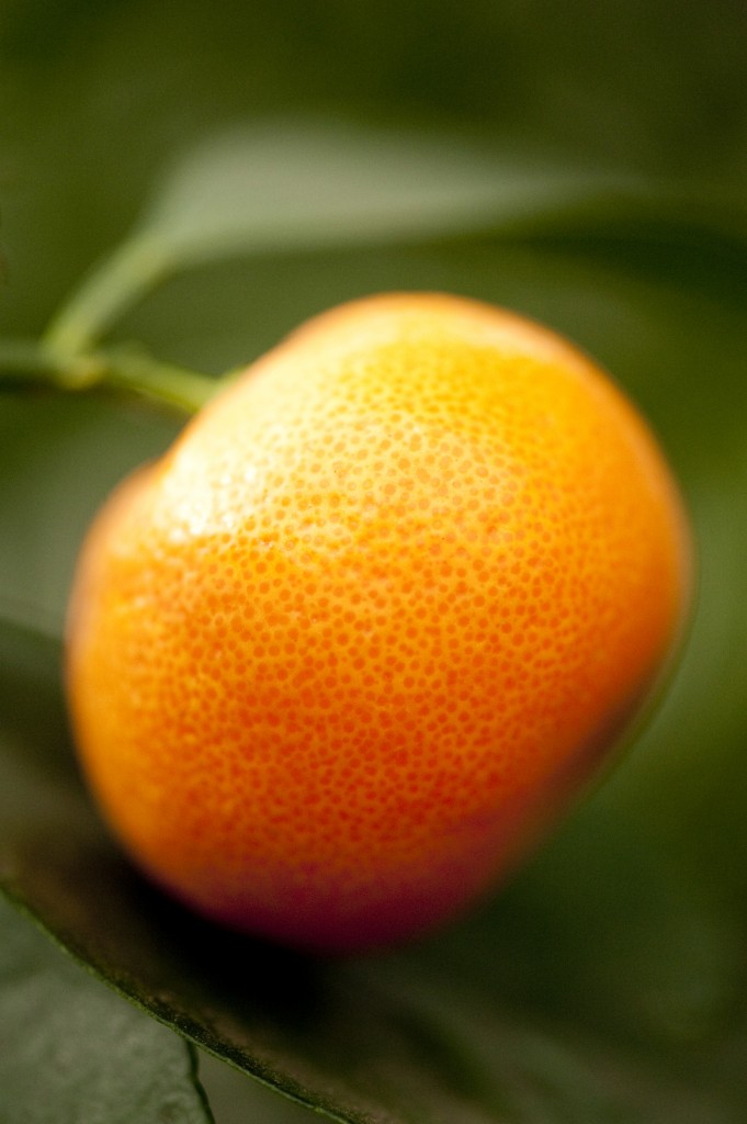 Conservatory citrus
