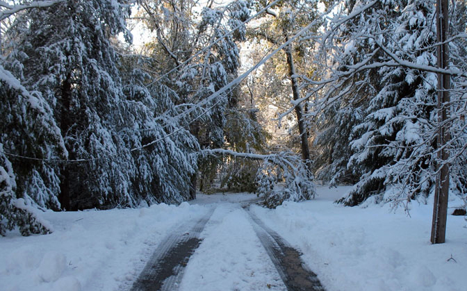 Tree down, October 2011