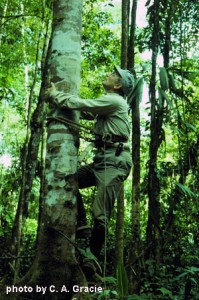 The author climbing a small tree with French climbing spikes.