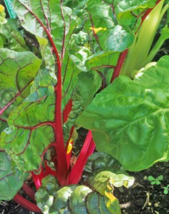 Swiss chard, a relatively salt-tolerant vegetable