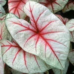 Caladium 'White Queen'