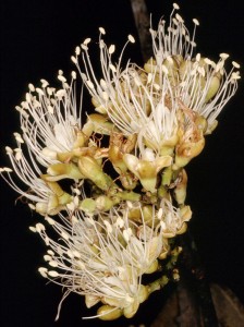 Flowers of the stinky toe tree.