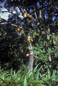 Pods arising from the trunk of a chocolate tree. Sometimes fruit are set on the tree growing in the Enid A. Haupt Conservatory.