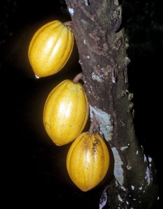 Cacao pods