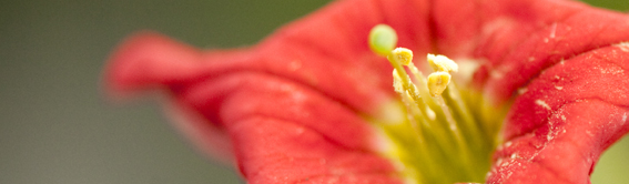 The NYBG Weekend