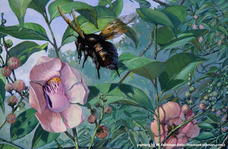 Female carpenter bees visiting flowers of the sapucaia tree. Painting by M. Rothman.