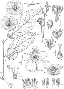 A Bobbi Angell line drawing of a plant named in her honor.