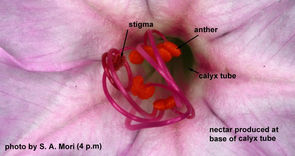 Close-up of the coiled stamens and style.