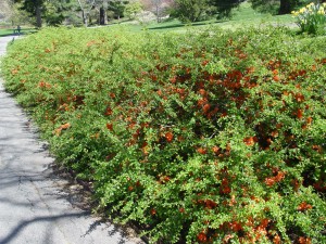 A hedge of flowering quince near the Visitor Center Tram stop.